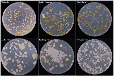 Study on seed-borne cultivable bacterial diversity and antibiotic resistance of Poa pratensis L.